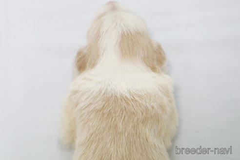 成約済の神奈川県のボーダーコリー-327510の4枚目